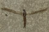 Multiple Crane Fly (Tipulidae) Plate - Green River Formation #356683-1